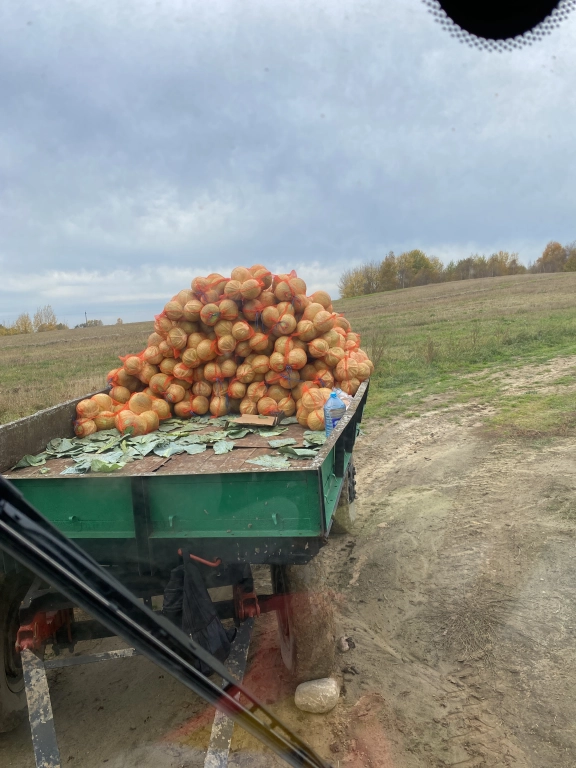 Белокочанная капуста