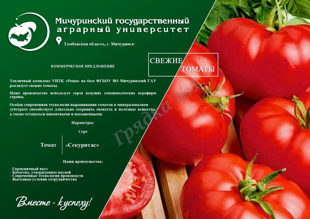 Помидоры