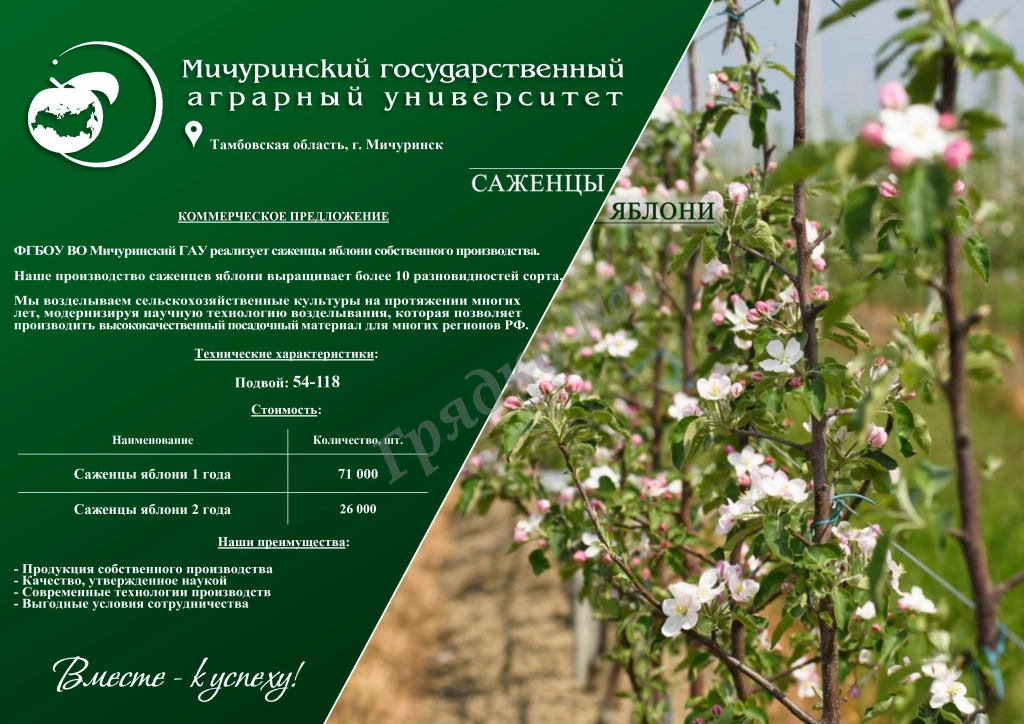 Саженцы яблони