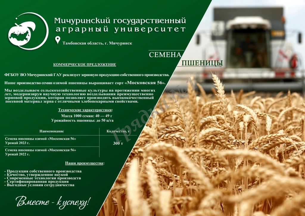 Семена озимой пшеницы