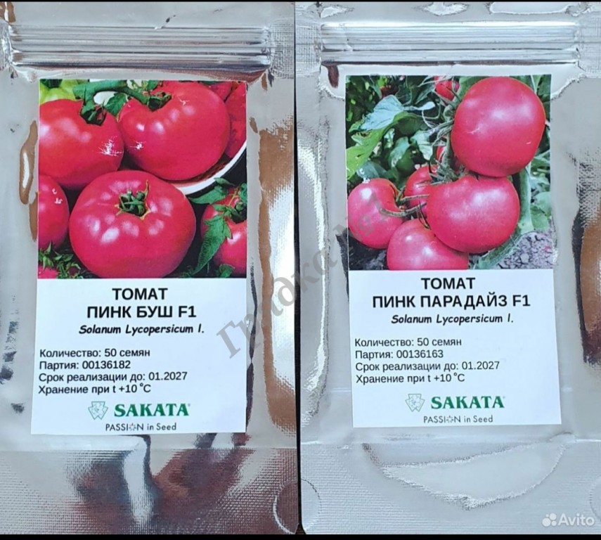 Рассада помидор