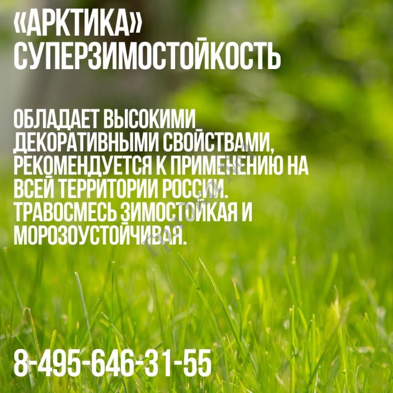 Семена газона зимостойкого Арктика