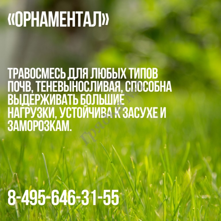 Семена газона Орнаментал