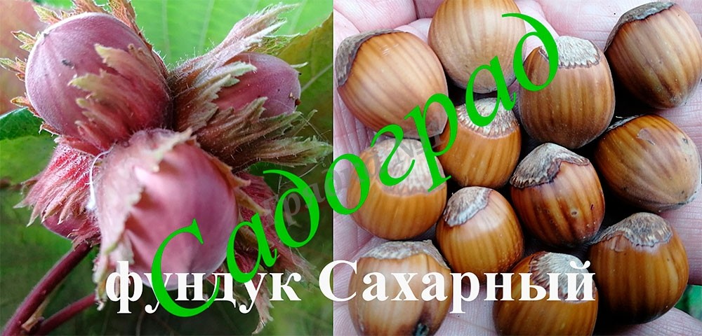Фундук урожай 2023