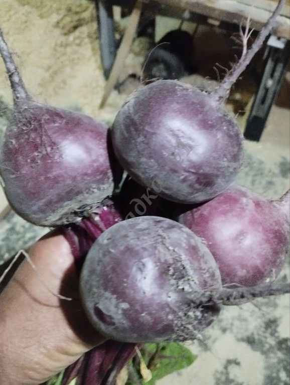 Продам свеклу урожай 2024.