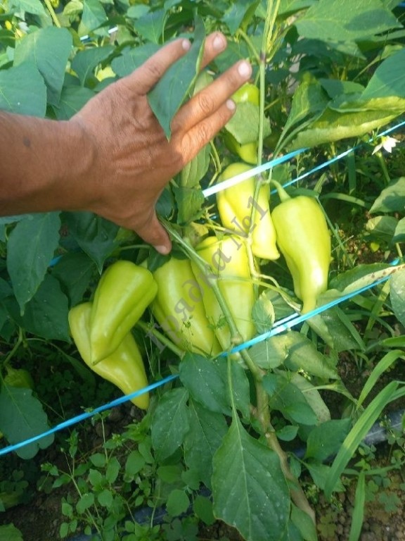 Продам перец урожай 2024.