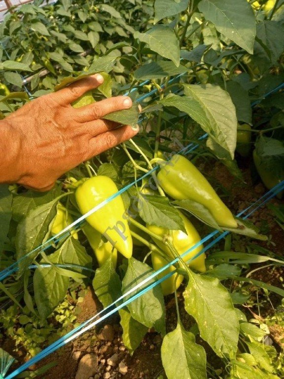 Продам перец урожай 2024.