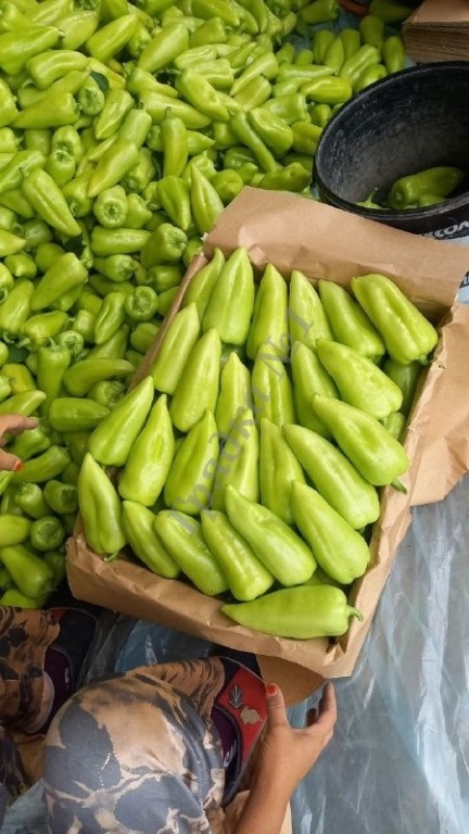 Продам перец урожай 2024.