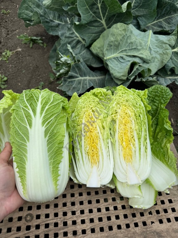 Продам капусту урожай 2024.
