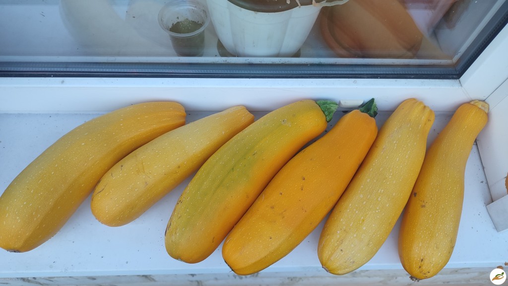 Кабачки