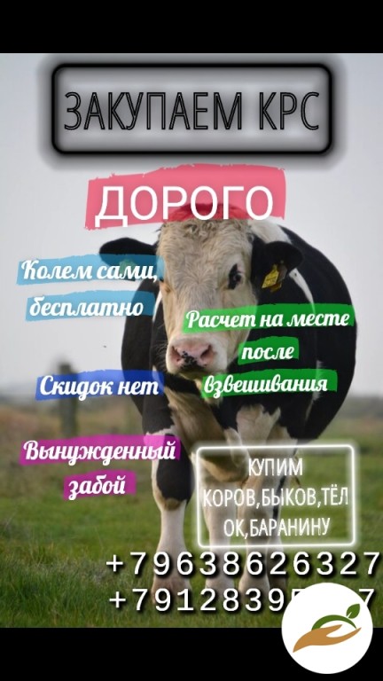 Закупаем КРС, баранину