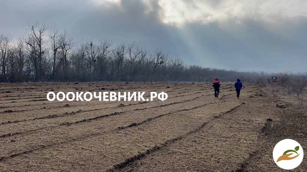 Cпил деревьев и кустaрников, мульчированиe, выкоpчевка пнeй
