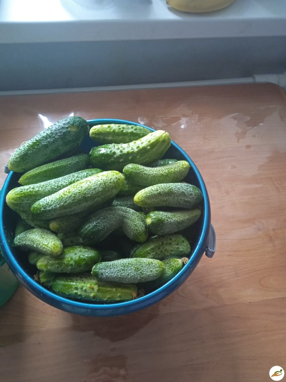 Огурцы засолочные