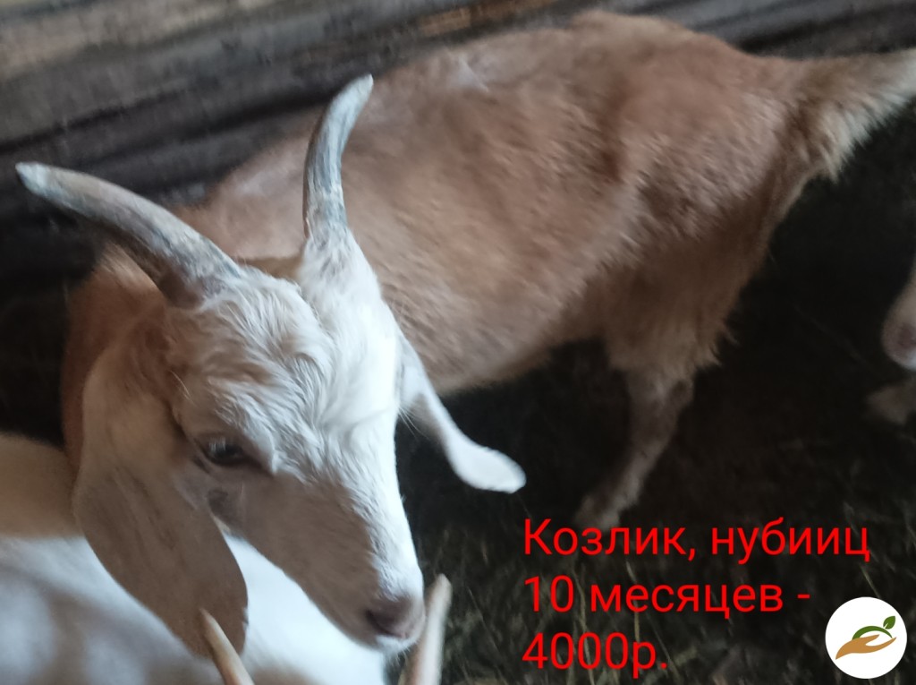 Козы и козлята