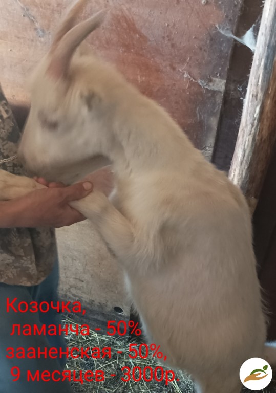 Козы и козлята