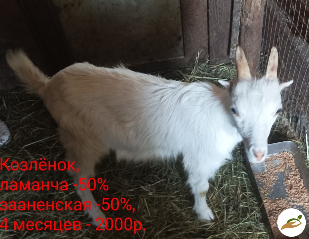 Козы и козлята