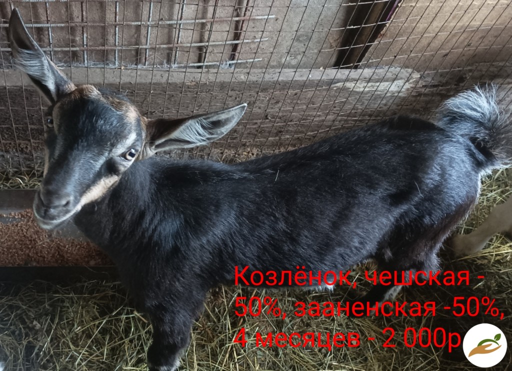 Козы и козлята