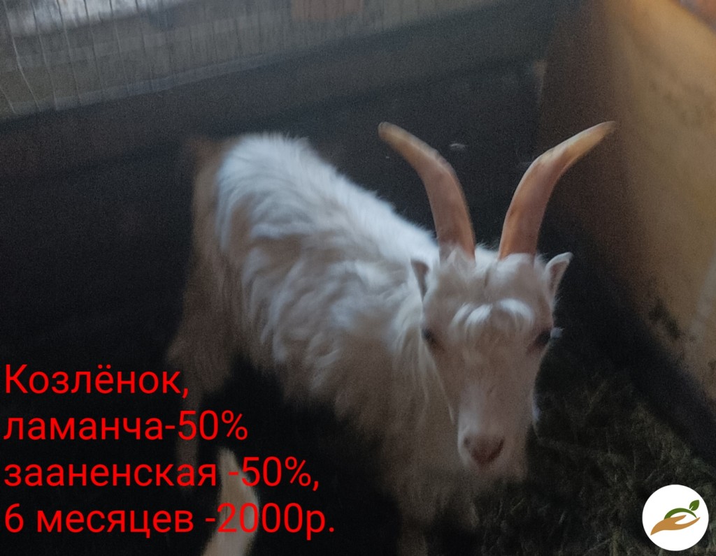 Козы и козлята