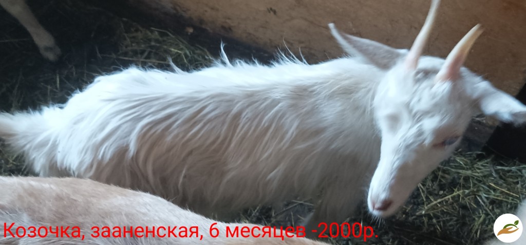 Козы и козлята