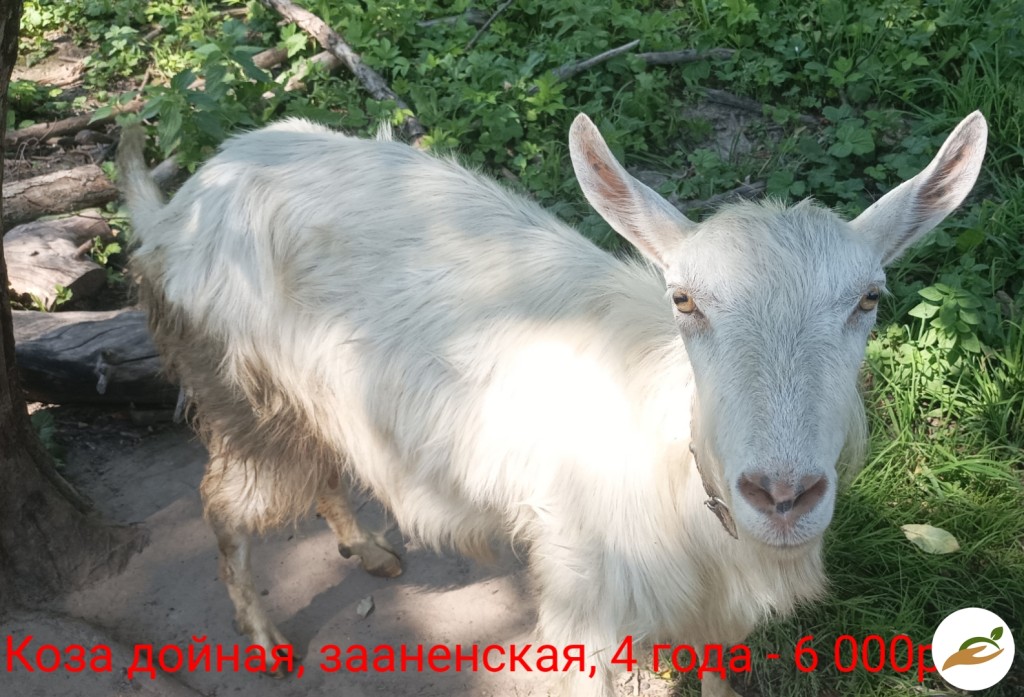 Козы и козлята