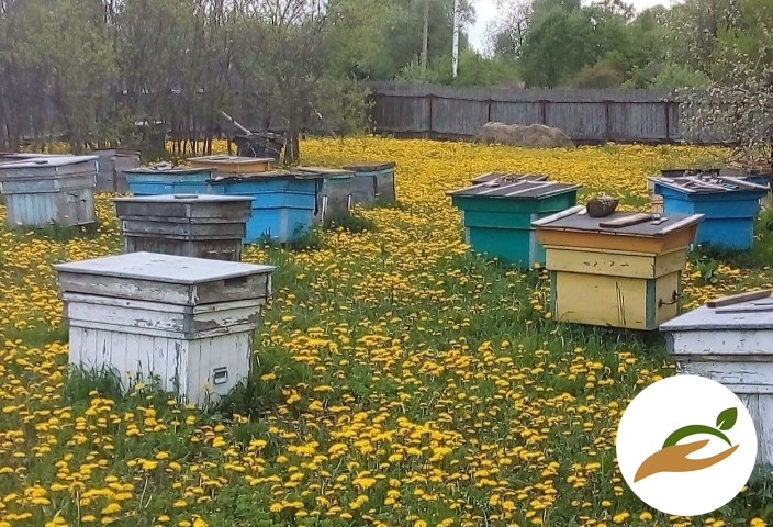 Мёд с собственной пасеки