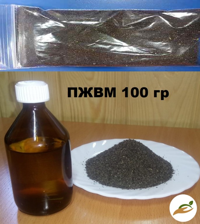 Восковая моль (пчелиная огневка, галерия мелонелла, мотылица, шашень)
