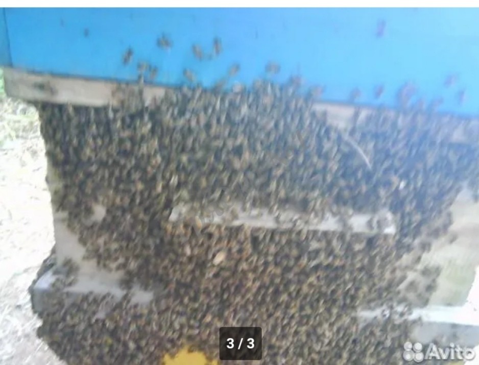 Продам мёд с личной пасеки