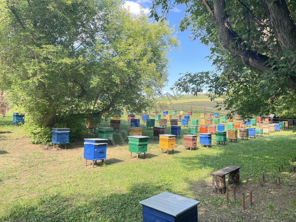 Цветочный мёд 🍯