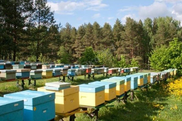 Пчеломатки плодные предзаказ  2025
