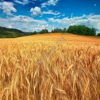 Ячмень