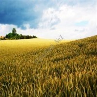 Рожь