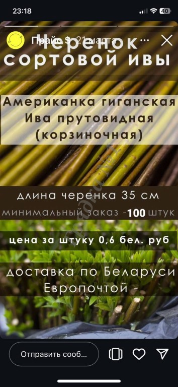 Продажа прутков ивы и черенков сортовой ивы