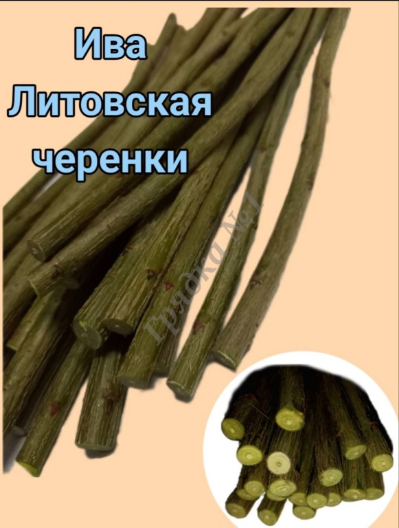 Продажа прутков ивы и черенков сортовой ивы