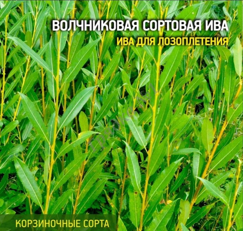 Продажа прутков ивы и черенков сортовой ивы