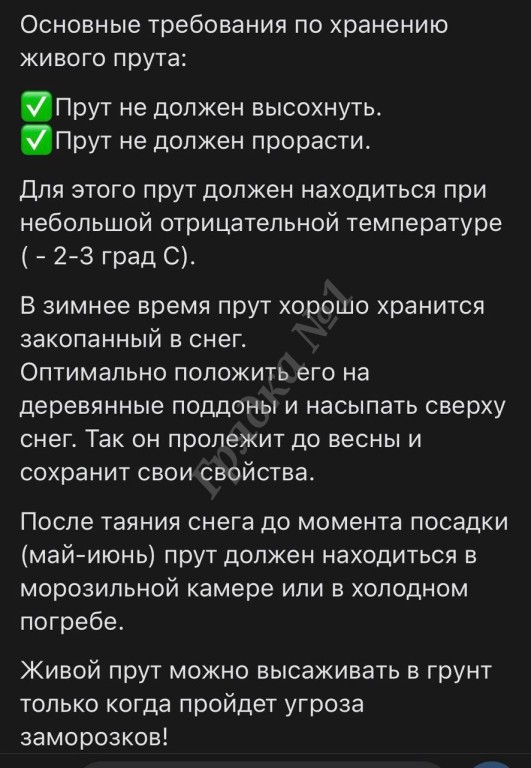 Продажа прутков ивы и черенков сортовой ивы