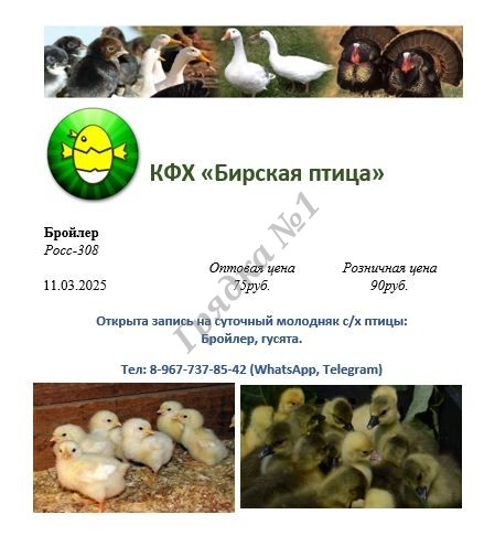 Бройлеры, гусята