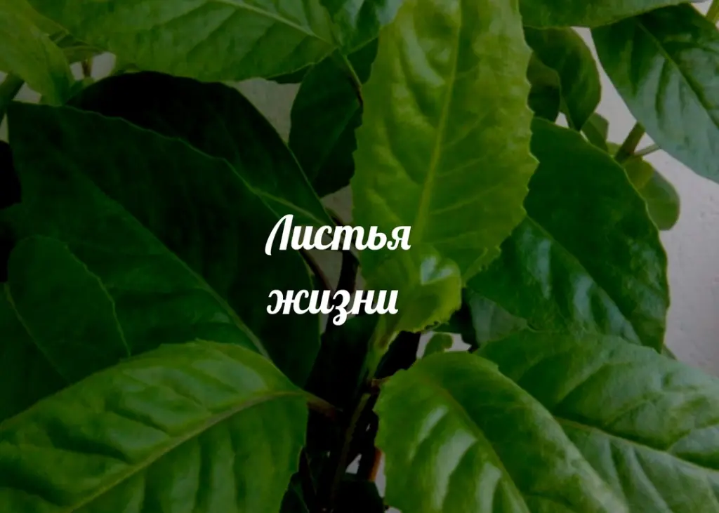 Фиточай Джинура Прокумбенс. Гинура. Сушёный лист.