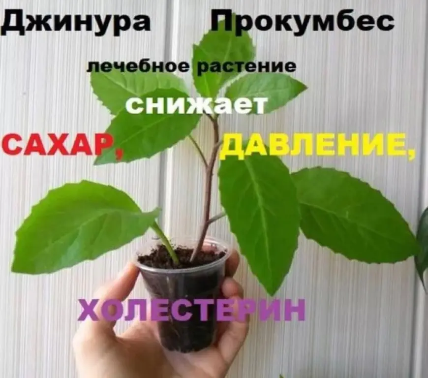 Фиточай Джинура Прокумбенс. Гинура. Сушёный лист.