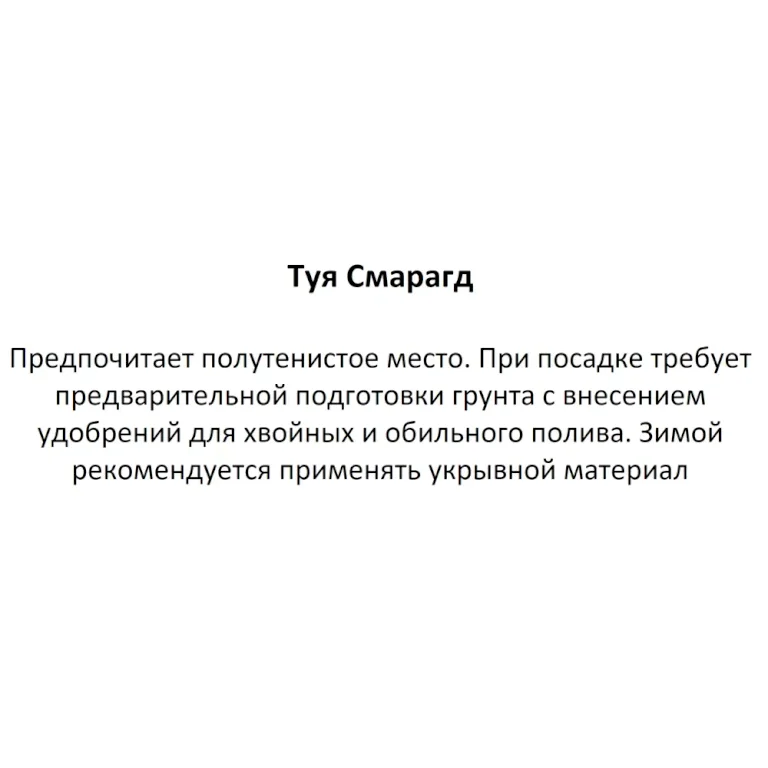 Туя Смарагд
