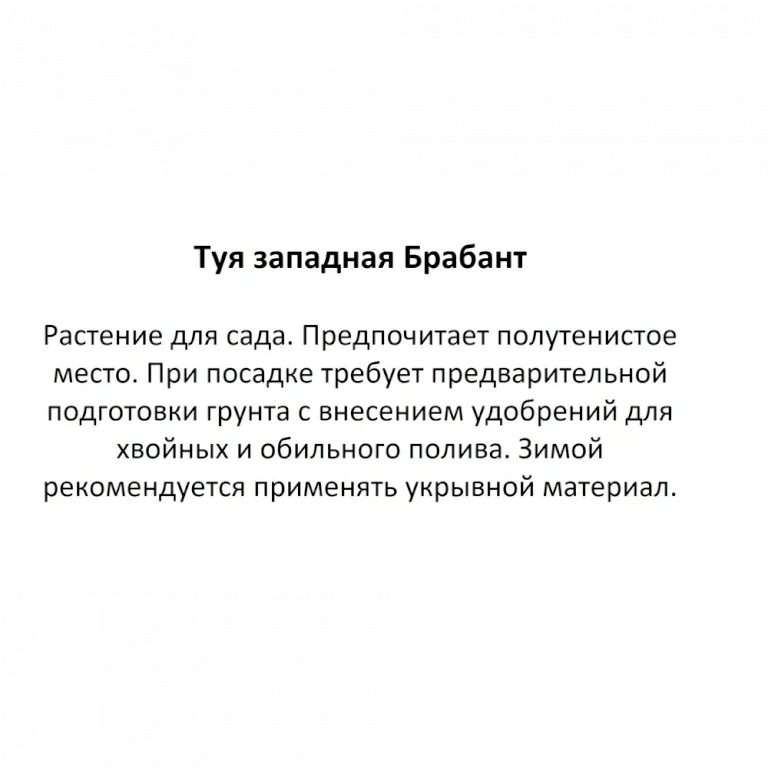 Туя Брабант