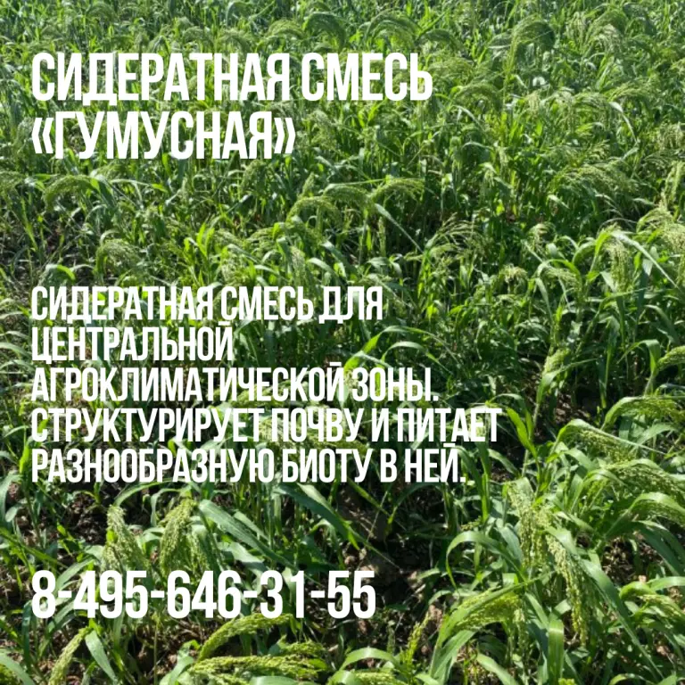 Сидератная смесь «Гумусная»