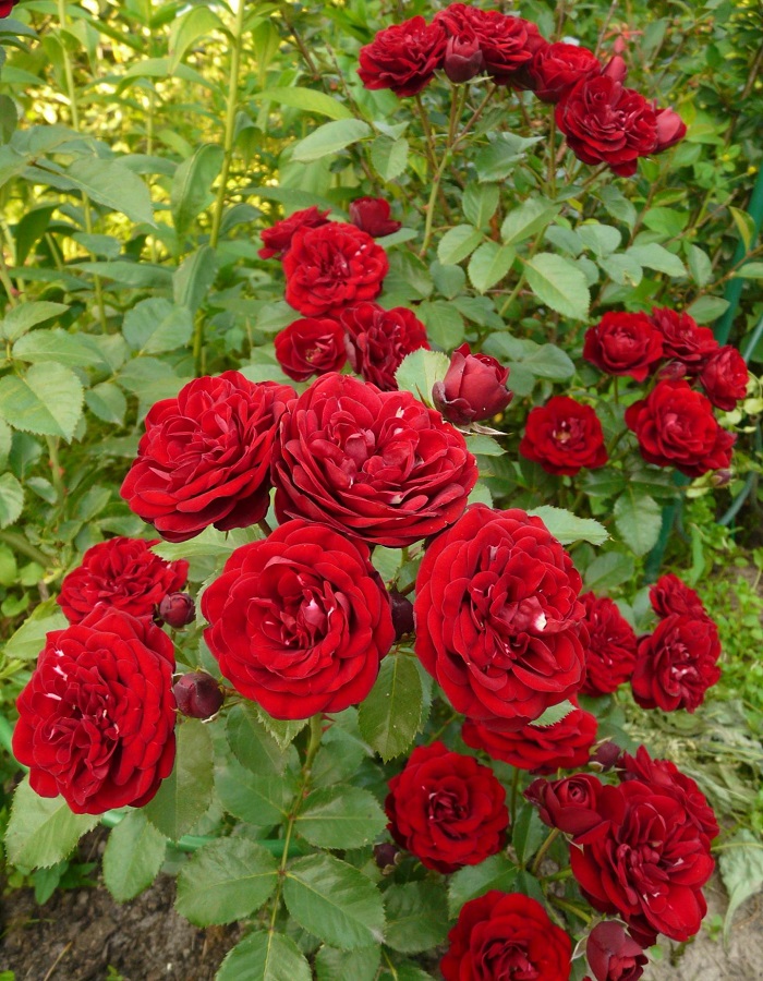 Роза спрей Таманго
