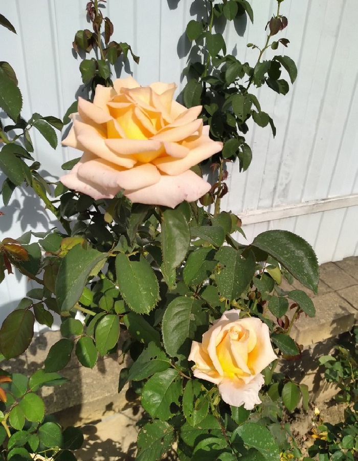 Роза чайно-гибридная Версилия